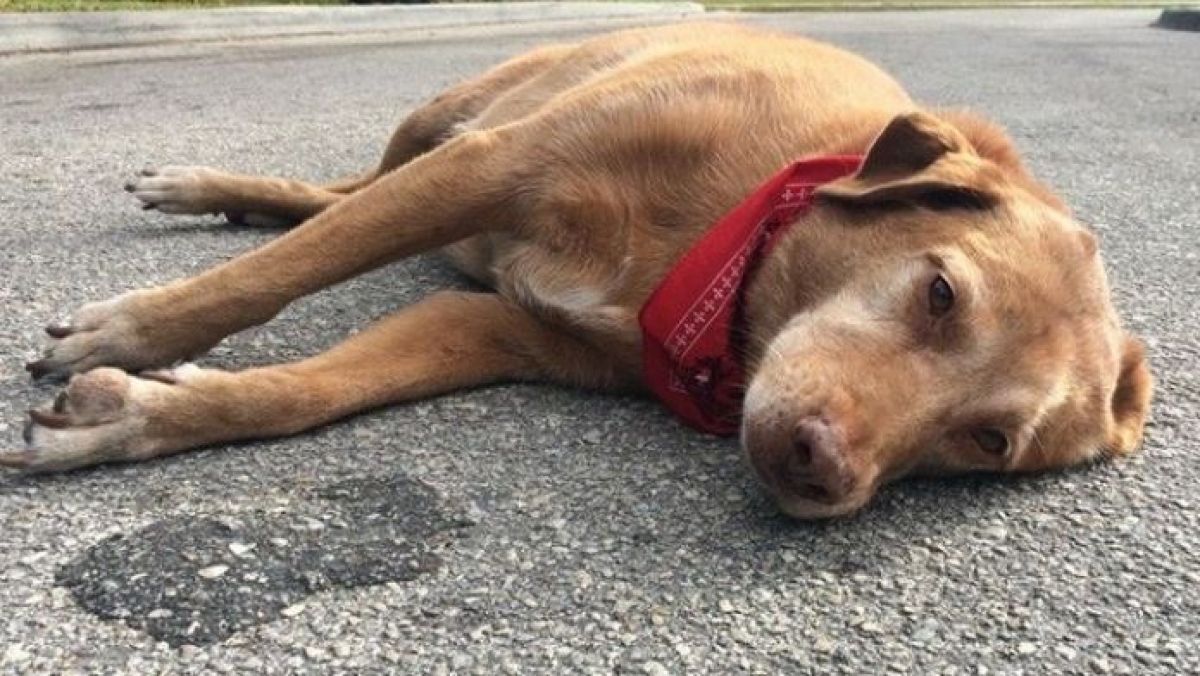 Derrubado veto e mantida multa de R$ 1 mil por omissão de socorro a animais atropelados em Goiânia