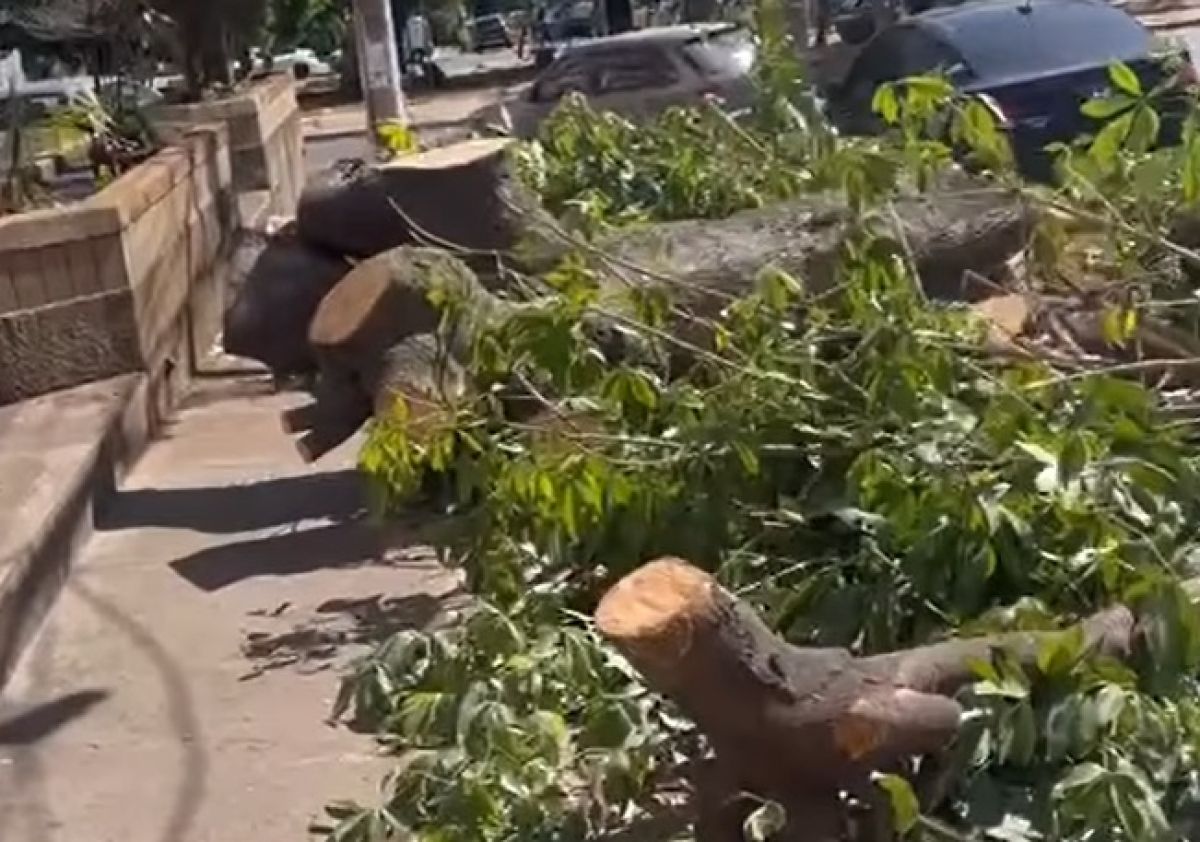 Prefeitura de Goiânia derruba árvores no Setor Oeste, moradores questionam ação