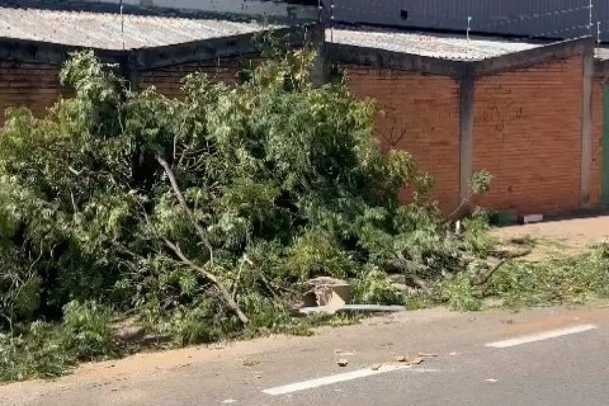 TV Anhanguera mostra que moradores se revoltam após corte de árvores em Goiânia