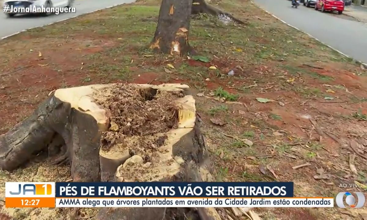 Prefeitura de Goiânia derruba árvores na Cidade Jardim, mostra TV Anhanguera