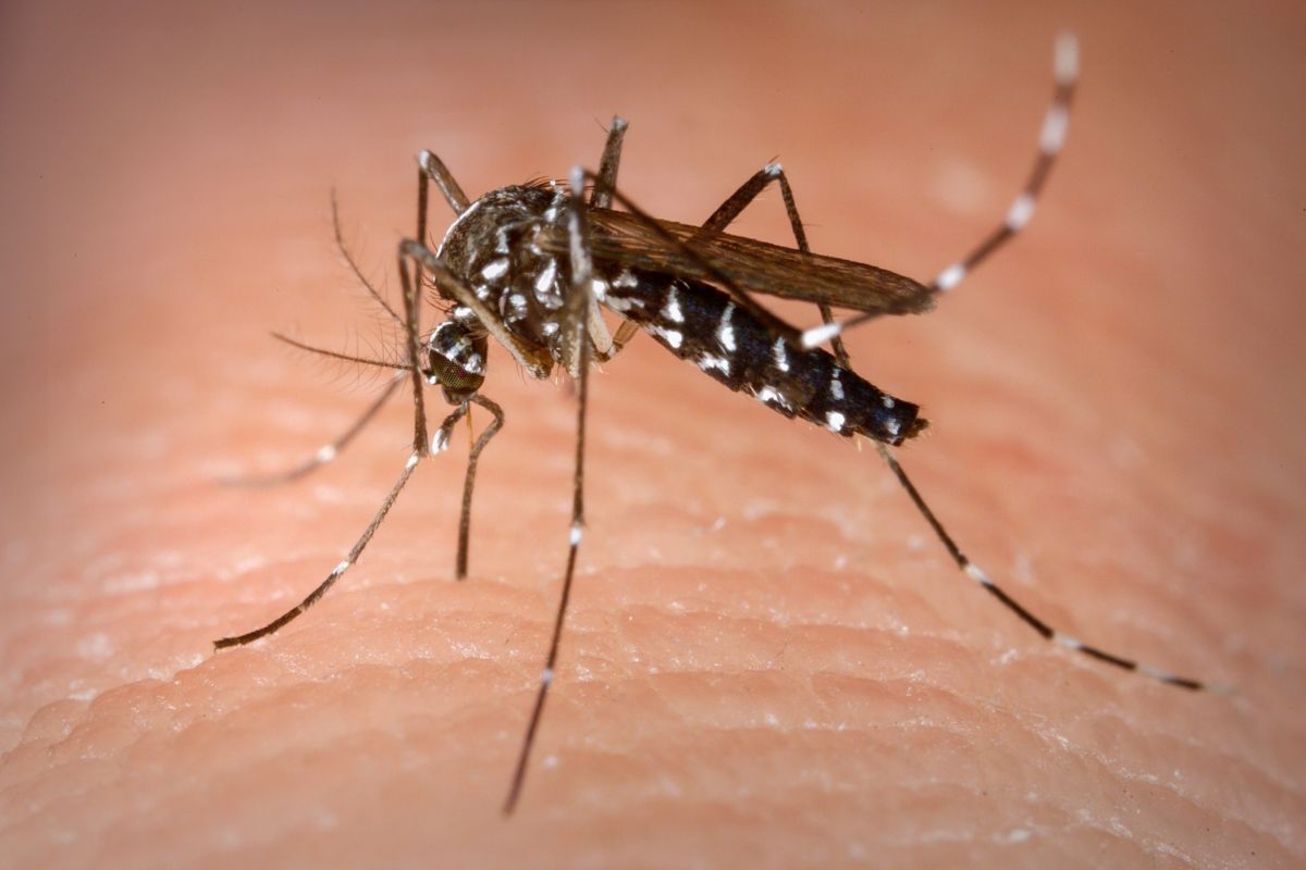 Região Noroeste de Goiânia lidera casos de dengue, aponta Secretaria Municipal de Saúde